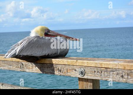 Pelican auf dem Geländer am Santa Monica Pier Stockfoto