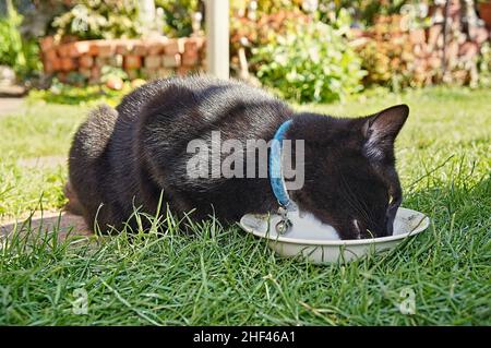 Schwarze Katze mit einem Kragen, die an einem sonnigen Tag aus einer Schüssel im Garten frisst Stockfoto