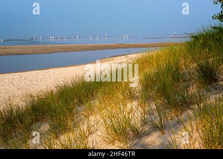 Die Sanddünen und die Strandvegetation entlang des Lake Erie im Long Point Provincial Park, Ontario, Kanada Stockfoto