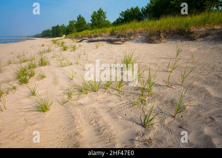 Die Sanddünen und die Strandvegetation entlang des Lake Erie im Long Point Provincial Park, Ontario, Kanada Stockfoto