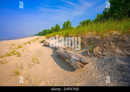 Die Sanddünen und die Strandvegetation entlang des Lake Erie im Long Point Provincial Park, Ontario, Kanada Stockfoto