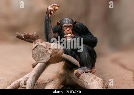 Ein sitzender westafrikanischer Schimpanse entspannt sich Stockfoto