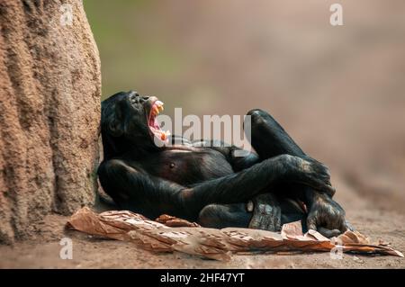 Ein liegender westafrikanischer Schimpanse entspannt sich Stockfoto