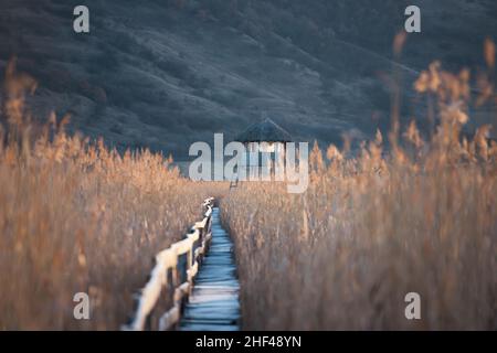 Alte Holzpromenade mit Geländer an der Seite und Wachturm im sic Schilf Reservat, Cluj, Rumänien Stockfoto