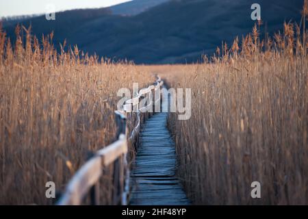 Alte Holzpromenade mit Geländer an der Seite und Wachturm im sic Schilf Reservat, Cluj, Rumänien Stockfoto