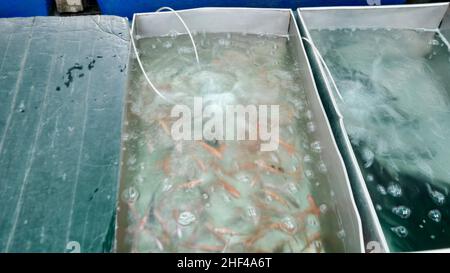 ThEWET BLUMENMARKT, Wat Sam Phraya, Phra Nakhon BANGKOK, THAILAND Stockfoto