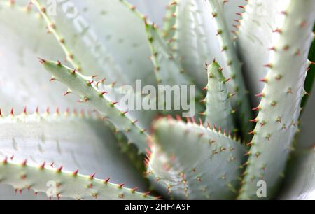 Aloe Vera mit stacheligen Dornen wie in der Natur gefunden, selektiv fokussiert Stockfoto