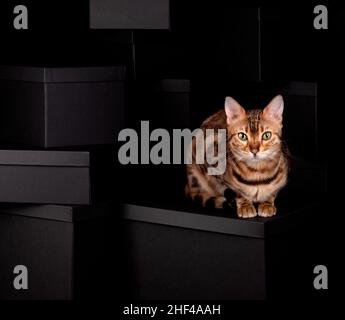 Eine verspielte bengalische Katze mit auffälligen Markierungen sitzt auf schwarzen Kisten in einem Studio und zeigt ihre agile und neugierige Natur. Stockfoto