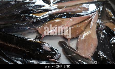 ANGELN auf dem THEWET BLUMENMARKT, Gebiet Wat Sam Phraya, Phra Nakhon BANGKOK, THAILAND Stockfoto