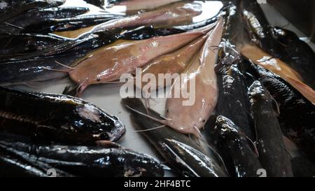 ANGELN auf dem THEWET BLUMENMARKT, Gebiet Wat Sam Phraya, Phra Nakhon BANGKOK, THAILAND Stockfoto