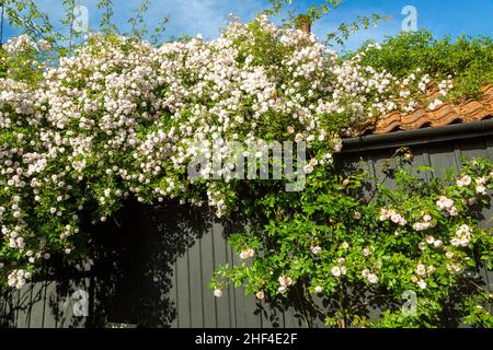 Rosa 'Paul's Himalayan Musk' Pflanze in Blume klettert über eine alte Holzscheune im Garten, Großbritannien Stockfoto