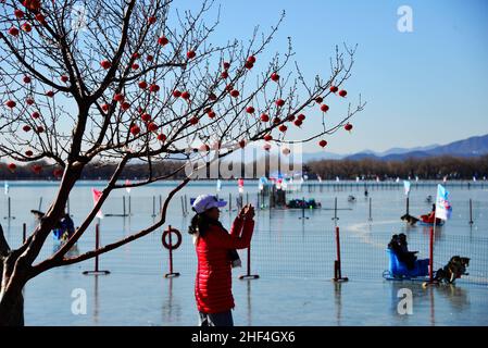 Peking, Peking, China. 14th Januar 2022. Am 13. Januar 2022 genießen Touristen die Landschaft und fotografieren unter Laternen am Sommerpalast in Peking und am Kunming-See. Um eine festliche und verheißungsvolle Frühlingsfestatmosphäre zu schaffen, nimmt der Sommerpalast szenische Platz chinesisches Rot als Hauptfarbe und schafft einen anderen jährlichen Geschmack des königlichen Gartens mit Beleuchtung, Fu-Charakter, chinesischem Knoten und anderen Accessoires. (Bild: © SIPA Asia via ZUMA Press Wire) Stockfoto