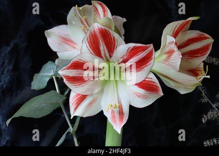 Nahaufnahme einer wunderschönen weiß-roten hippeastrum-Blume vor einem schwarz-marmorierten Hintergrund, Seitenansicht Stockfoto