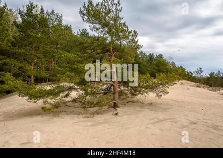 Sanddünen an der Küste des Finnischen Meerbusens in der Region Leningrad in der Nähe der Stadt Sosnovy Bor. Stockfoto