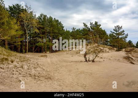 Sanddünen an der Küste des Finnischen Meerbusens in der Region Leningrad in der Nähe der Stadt Sosnovy Bor. Stockfoto