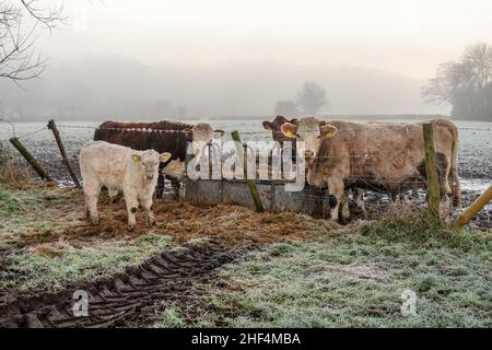 Avon Valley, Fordingbridge, New Forest, Hampshire, Großbritannien, 14th. Januar 2022, Wetter: Nebliger Morgen mit scharfem Frost entlang des Avon Valley Fußweges. Kühe mit einem Kalb auf angrenzendem Ackerland blicken von ihrer Futterstation aus nach oben. Kredit: Paul Biggins/Alamy Live Nachrichten Stockfoto