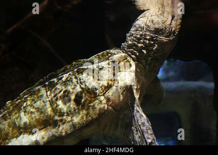 Riesige alte, schnappende Schildkröte, die im Wassergarten schwimmte. Stockfoto