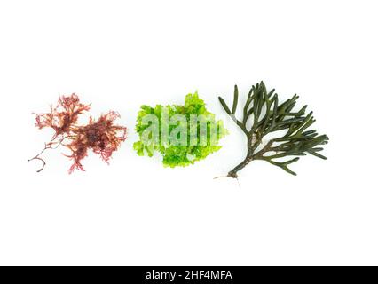 Drei verschiedene Algenarten auf weißem Hintergrund. Codium tomentosum, Gelidium, Ulva lactuca. Draufsicht. Stockfoto