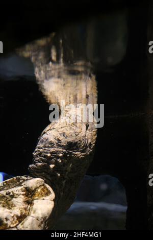 Riesige alte, schnappende Schildkröte, die im Wassergarten schwimmte. Stockfoto