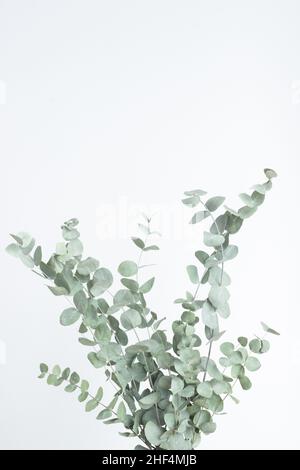 Eukalyptuszweige isoliert auf weißem Hintergrund mit Kopierraum; modernes minimalistisches Design; Karte Stockfoto