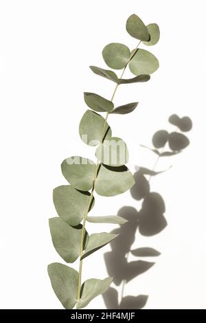 Ein Eukalyptuszweig isoliert auf weißem Hintergrund Stockfoto