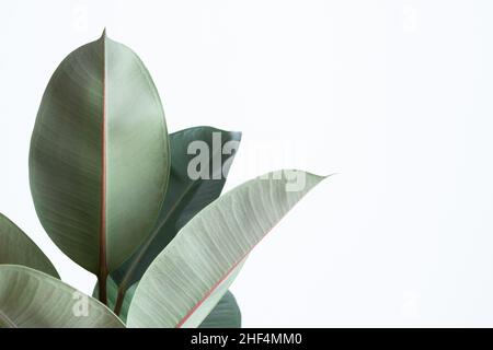 Hellgrüner Ficus Robusta isoliert auf weißem Hintergrund mit Kopierraum auf der rechten Seite; modernes minimalistisches Design; Pflanze; natürlich Stockfoto