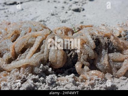 Eine chaotische, verworrene Eiermasse aus europäischem Tintenfisch, die am Strand aufgespült wurde Stockfoto