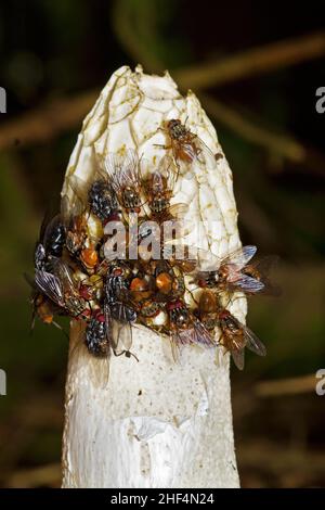 Viele Fliegen, angezogen von dem üblen Geruch, auf Common Stinkhorn Stockfoto