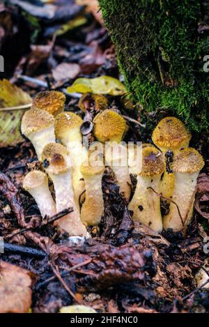 Herbst, essbar, Waldpilze Honigpilze, Armillaria mellea, im Wald Stockfoto