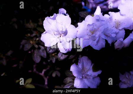 Azaleen in Blüte. Weiße Rhododendron-Blüten öffnen Knospen Blütenblätter. Sehr peri toning. Stockfoto