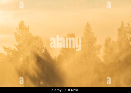 Sonne scheint durch nebligen Wald Stockfoto