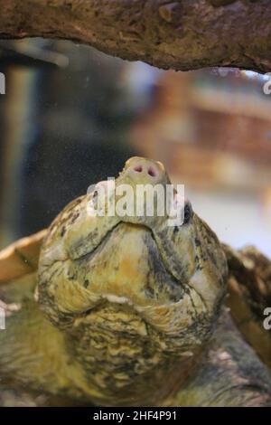 Riesige alte, schnappende Schildkröte, die im Wassergarten schwimmte. Stockfoto