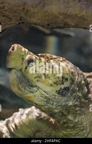 Riesige alte, schnappende Schildkröte, die im Wassergarten schwimmte. Stockfoto