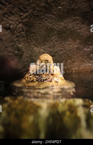Riesige alte, schnappende Schildkröte, die im Wassergarten schwimmte. Stockfoto