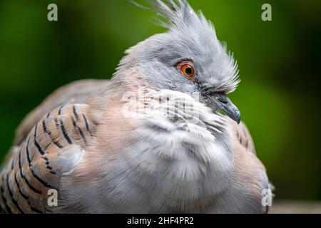 Crested Taube (Ocyphaps Lophotes) Stockfoto