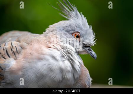 Crested Taube (Ocyphaps Lophotes) Stockfoto