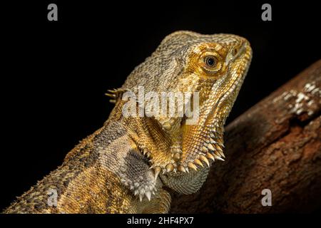 Östlichen Bearded Dragon (Pogona Barbata) Stockfoto