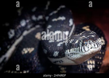 Nahaufnahme von Diamond Carpet Python (Morelia spilota) Stockfoto