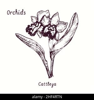 Cattleya Orchideen Blumensammlung. Tusche schwarz-weiße Doodle-Zeichnung im Holzschnitt-Stil mit Inschrift. Stockfoto