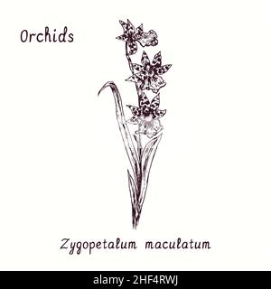 Zygopetalum maculatum Orchideen Blumensammlung. Tusche schwarz-weiße Doodle-Zeichnung im Holzschnitt-Stil mit Inschrift. Stockfoto