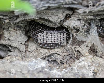 Schlangenschuppen der versteckten aeskulapischen Schlange (Zamenis longissimus) in Westserbien Stockfoto