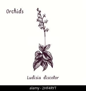 Ludisia discolor (Jewel Orchid) Orchideen Blume Sammlung. Tusche schwarz-weiße Doodle-Zeichnung im Holzschnitt-Stil mit Inschrift. Stockfoto