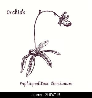 Paphiopedilum liemianum Orchideen Blumensammlung. Tusche schwarz-weiße Doodle-Zeichnung im Holzschnitt-Stil mit Inschrift. Stockfoto