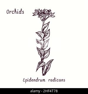 Epidendrum radicans Orchideen Blumensammlung. Tusche schwarz-weiße Doodle-Zeichnung im Holzschnitt-Stil mit Inschrift. Stockfoto