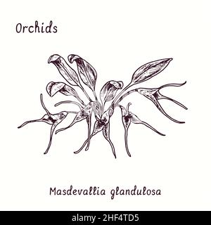 Masdevallia glandulosa Orchideen Blumensammlung. Tusche schwarz-weiße Doodle-Zeichnung im Holzschnitt-Stil mit Inschrift. Stockfoto