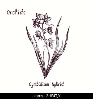Cymbidium Hybrid Orchideen Blume Sammlung. Tusche schwarz-weiße Doodle-Zeichnung im Holzschnitt-Stil mit Inschrift. Stockfoto