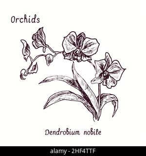 Dendrobium nobile Orchideen Blume Sammlung. Tusche schwarz-weiße Doodle-Zeichnung im Holzschnitt-Stil mit Inschrift. Stockfoto