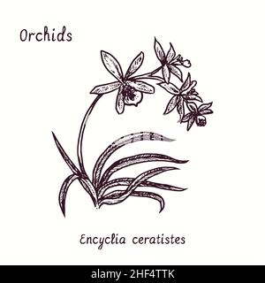 Encyclia ceratistes (Epidendrum ramonense, matter Regen) Orchideensammlung. Tusche schwarz-weiße Doodle-Zeichnung im Holzschnitt-Stil mit Inscripti Stockfoto