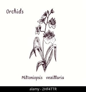 Miltoniopsis vexillaria Orchideen Blumensammlung. Tusche schwarz-weiße Doodle-Zeichnung im Holzschnitt-Stil mit Inschrift. Stockfoto