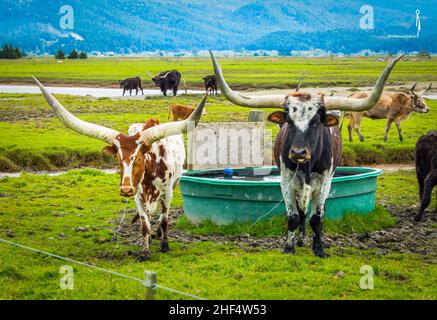 Longhorns in Arcata, Kalifornien Stockfoto